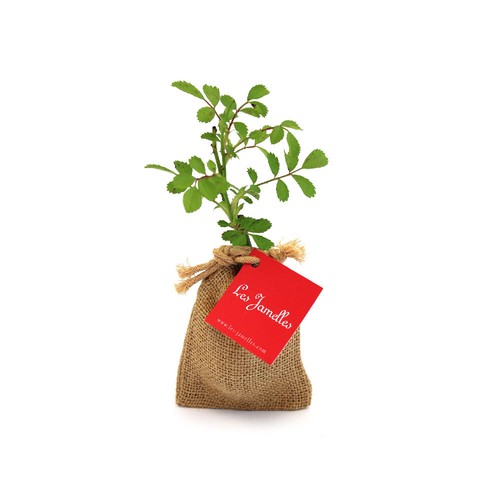 Mini plant d'arbre en pochon