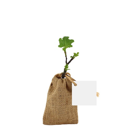 Mini plant d'arbre en pochon