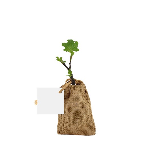 Mini plant d'arbre en pochon