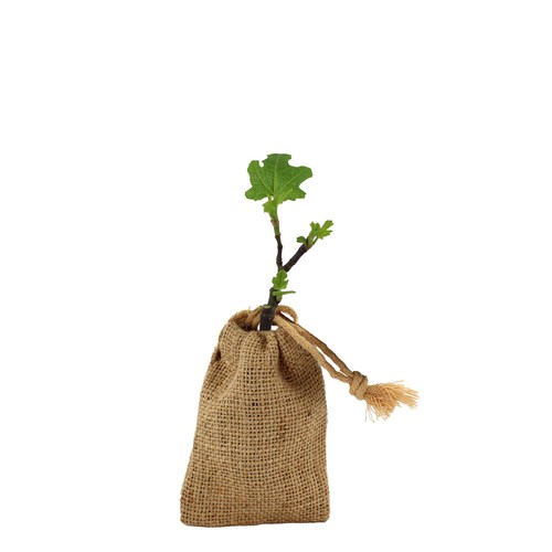Mini plant d'arbre en pochon