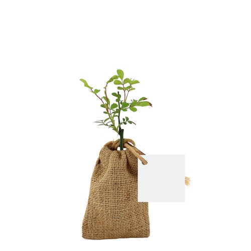 Mini plant d'arbre en pochon