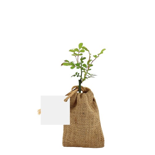 Mini plant d'arbre en pochon
