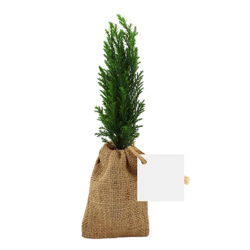 Mini plant d'arbre en pochon