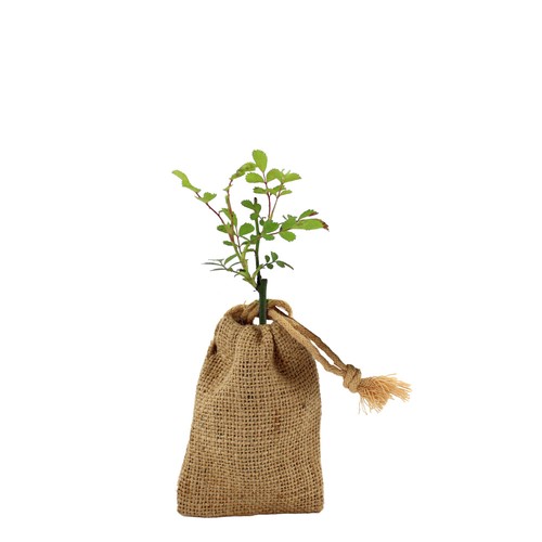 Mini plant d'arbre en pochon
