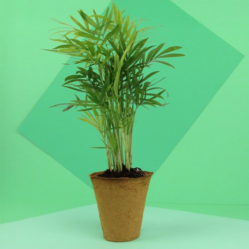 Plante pot fibre de bois - 1