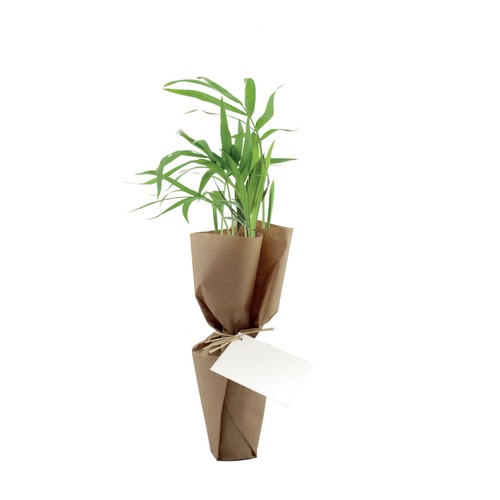 Plante pot fibre de bois