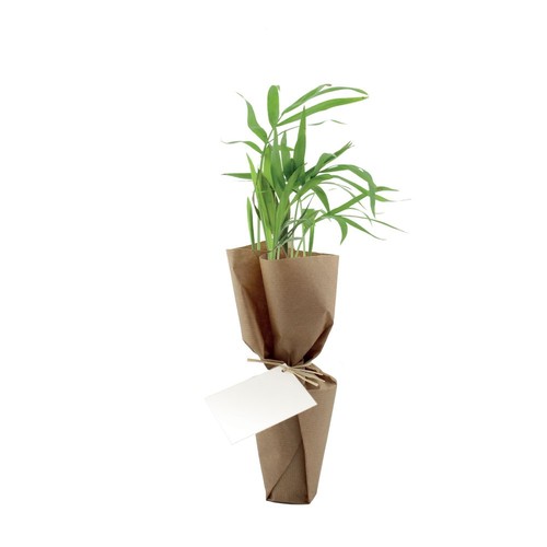 Plante pot fibre de bois