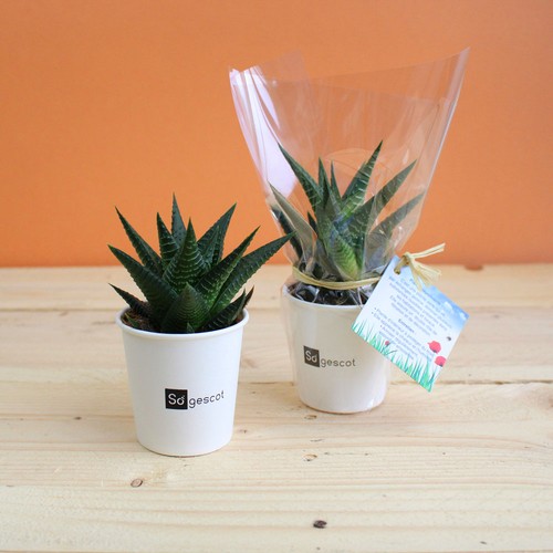Pot carton plante - 1