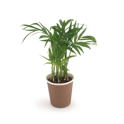 Pot carton plante