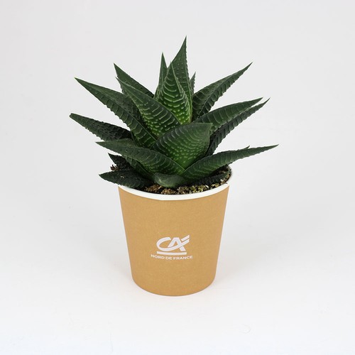 Pot carton plante