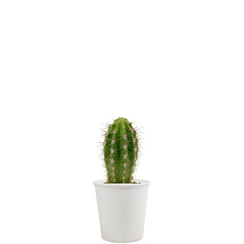 Pot carton plante