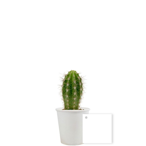 Pot carton plante