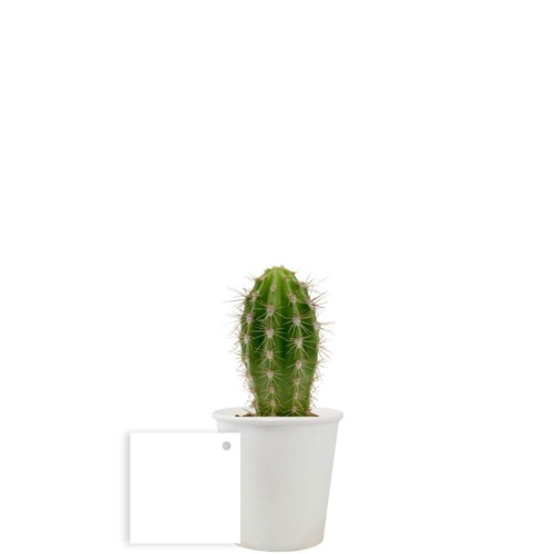 Pot carton plante