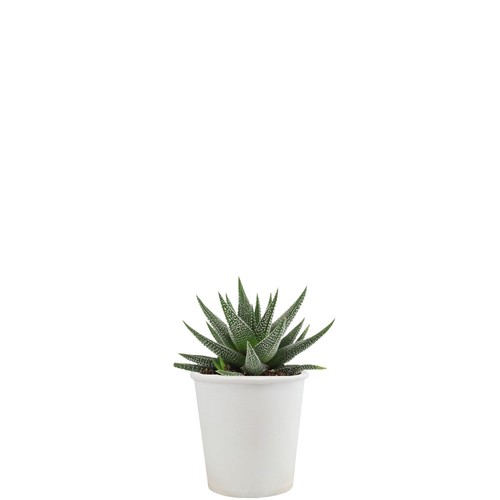 Pot carton plante