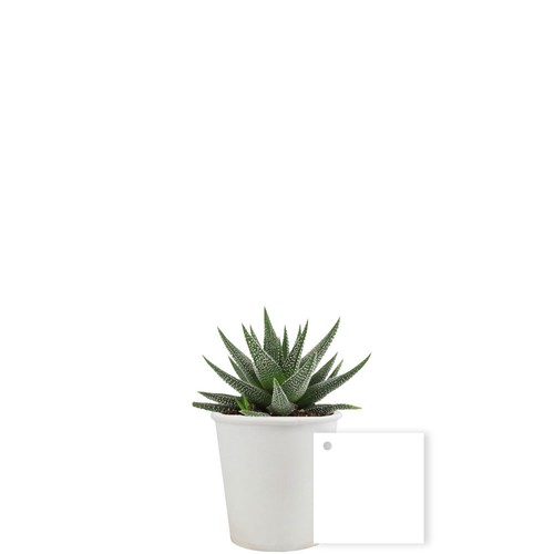 Pot carton plante