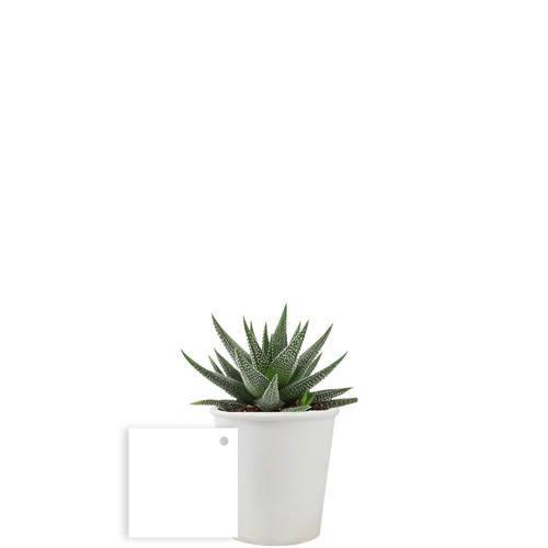 Pot carton plante