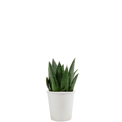 Pot carton plante