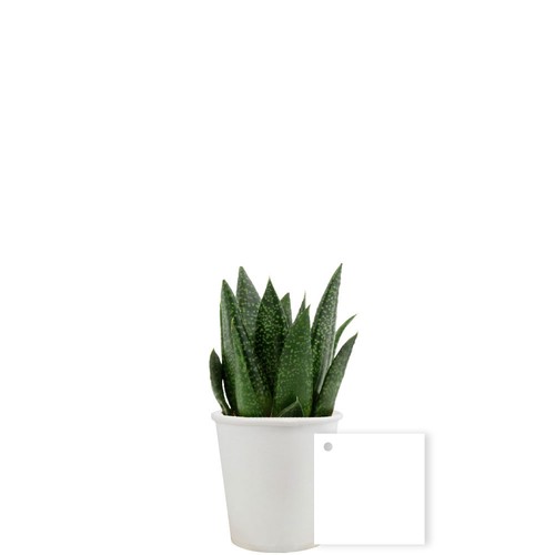 Pot carton plante