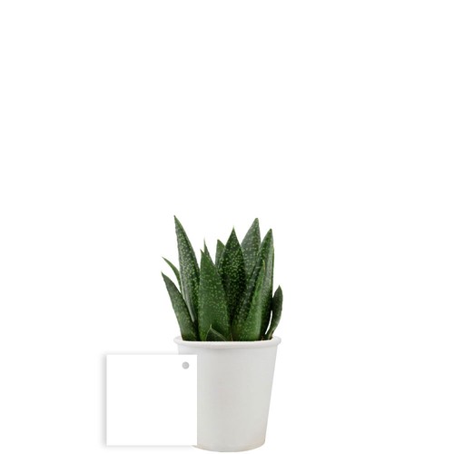 Pot carton plante