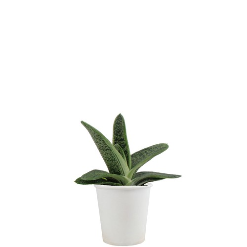 Pot carton plante