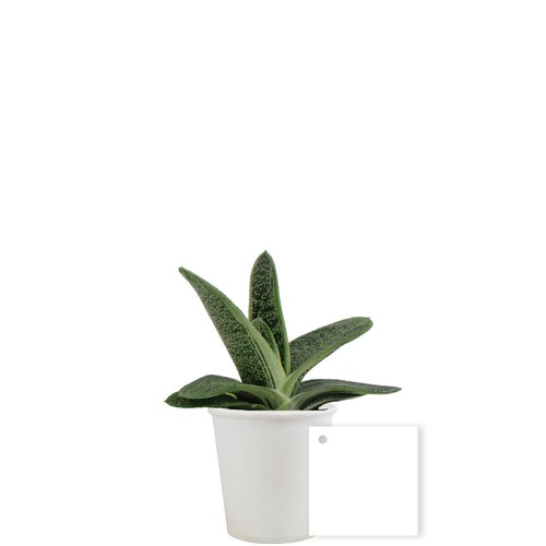 Pot carton plante