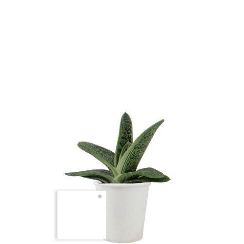 Pot carton plante
