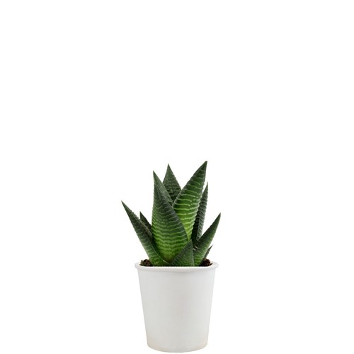 Pot carton plante
