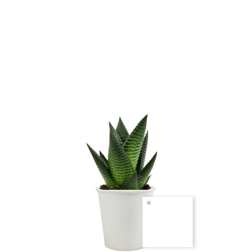 Pot carton plante