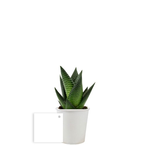 Pot carton plante