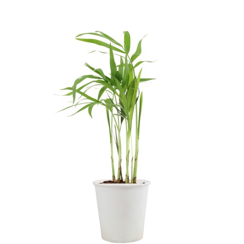 Pot carton plante
