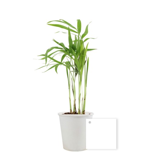 Pot carton plante