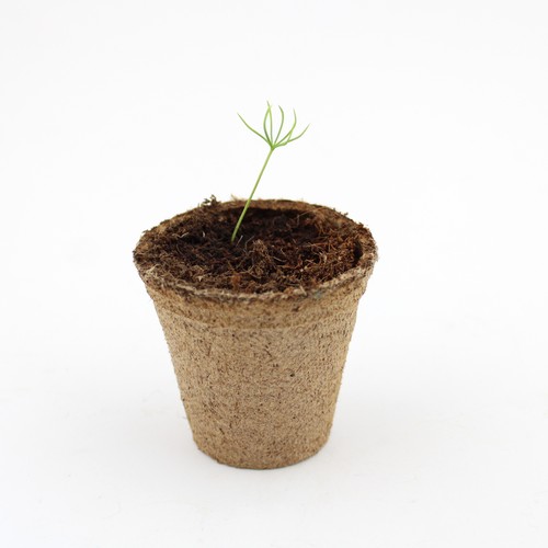 Kit plantation arbre pot fibre de bois