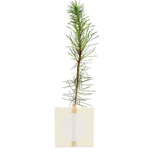 Cube Arbre Résineux