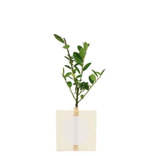 Cube Arbre Prestiges