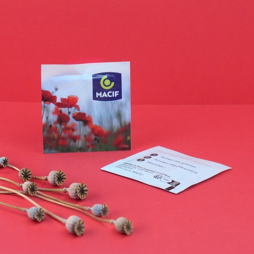 Sachet graines quadri  55x55mm - 1