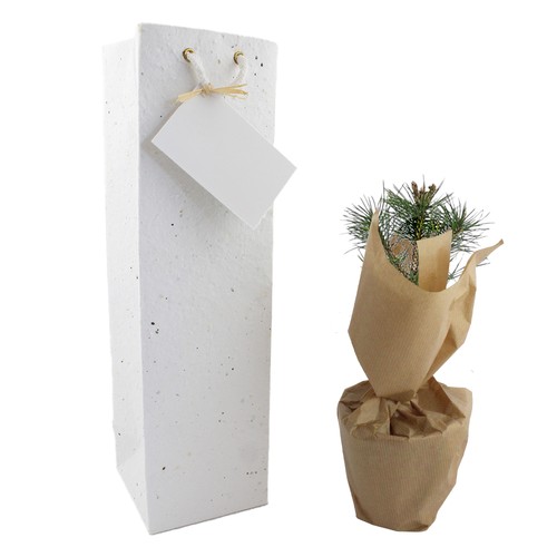 Plant d'arbre dans un sac papier graines - Résineux