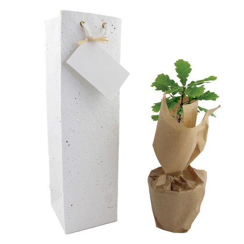 Plant d'arbre dans un sac papier graines  - Feuillus