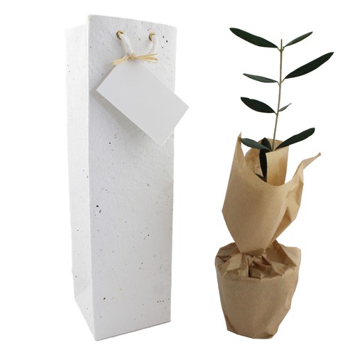 Plant d'arbre dans un sac papier graines - Prestiges