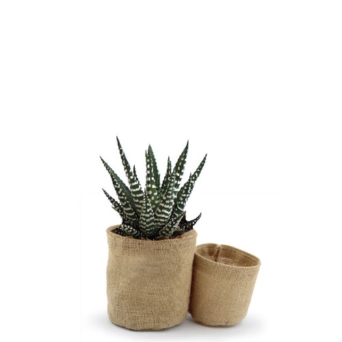 Pot toile de jute