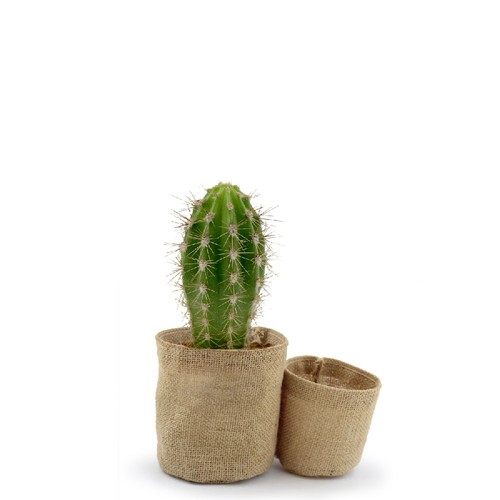 Pot toile de jute