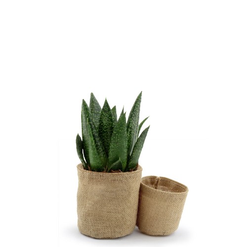 Pot toile de jute