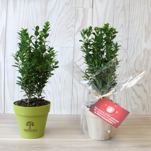 Plante pot bambou Ø10 cm - 1