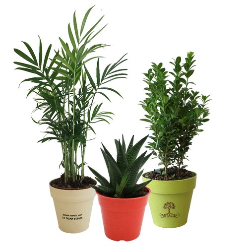 Plante pot bambou Ø10 cm