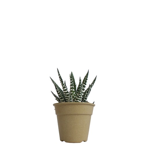 Plante pot bambou Ø10 cm