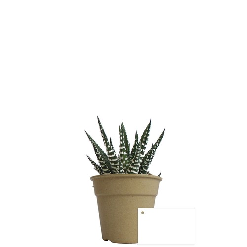 Plante pot bambou Ø10 cm