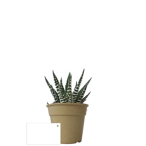 Plante pot bambou Ø10 cm