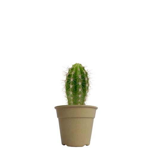 Plante pot bambou Ø10 cm