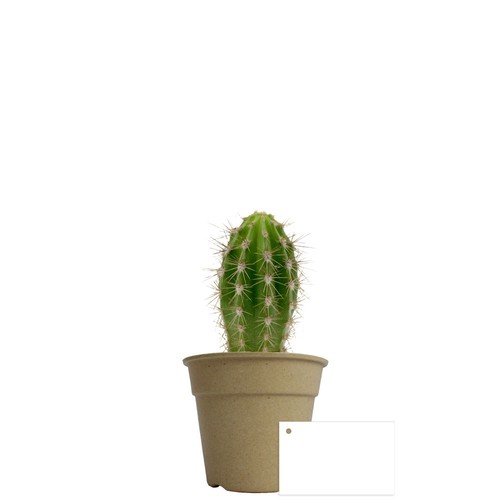 Plante pot bambou Ø10 cm