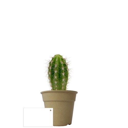 Plante pot bambou Ø10 cm