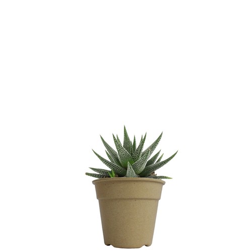 Plante pot bambou Ø10 cm